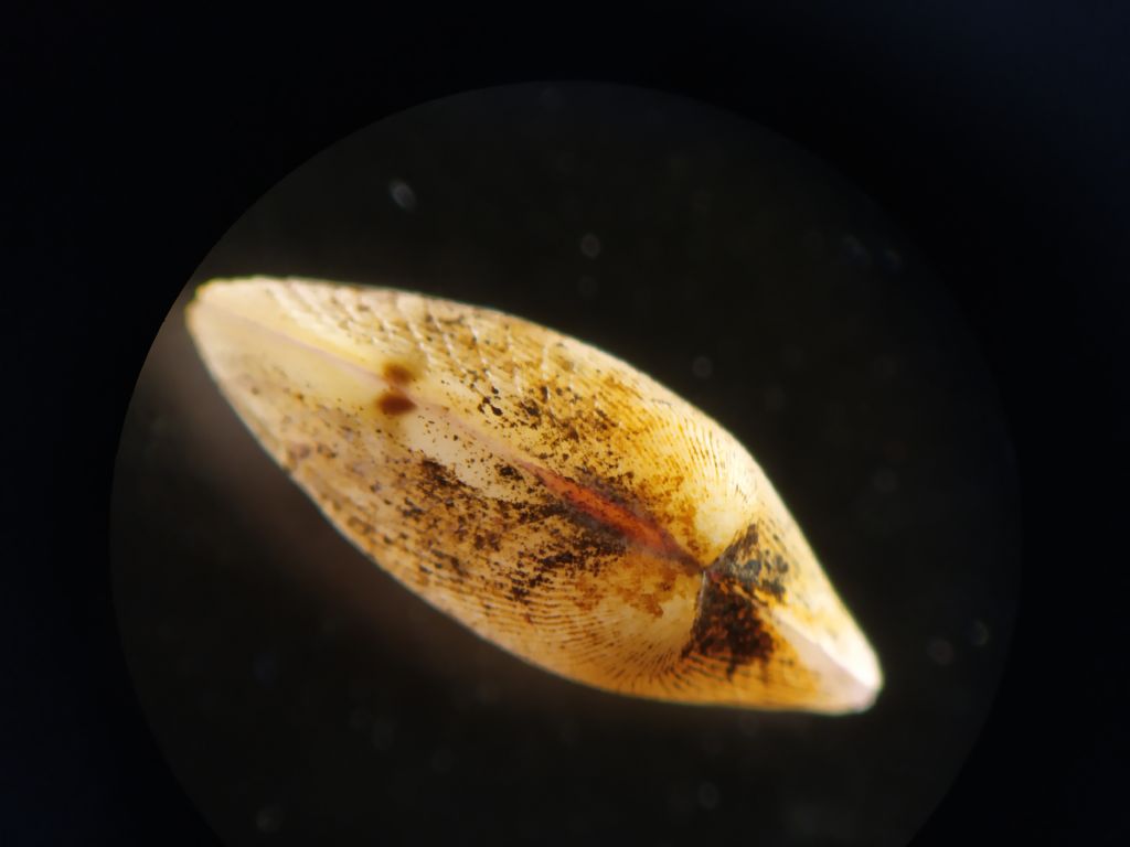 Mollusc from Rotterdam
