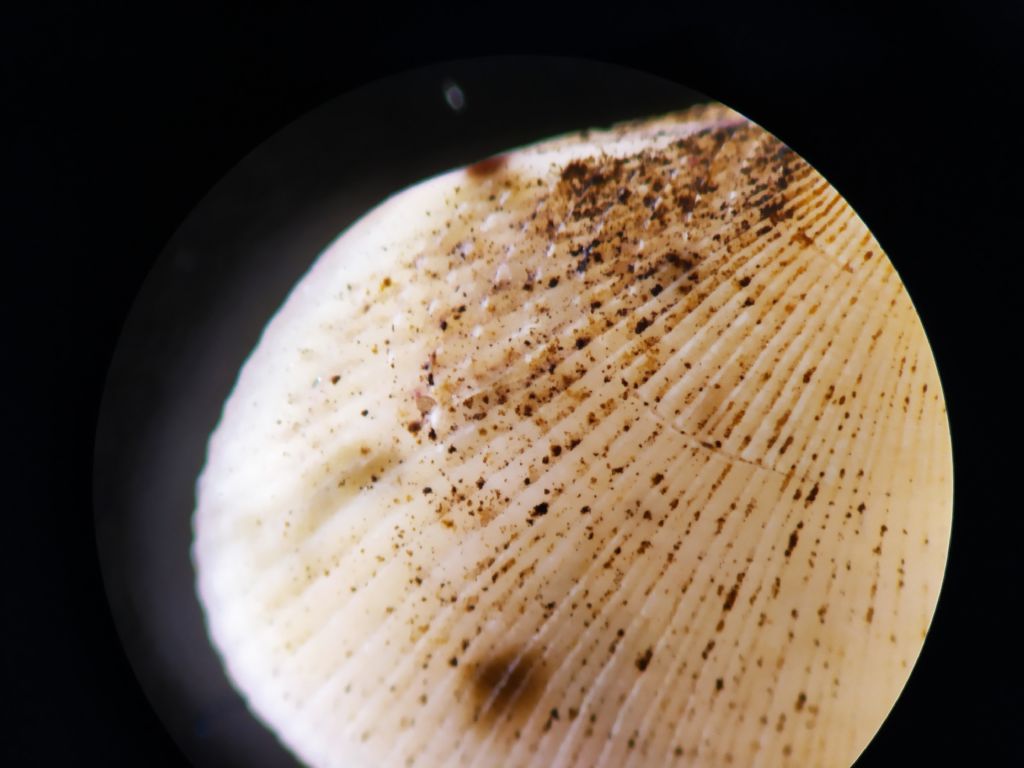 Mollusc from Rotterdam
