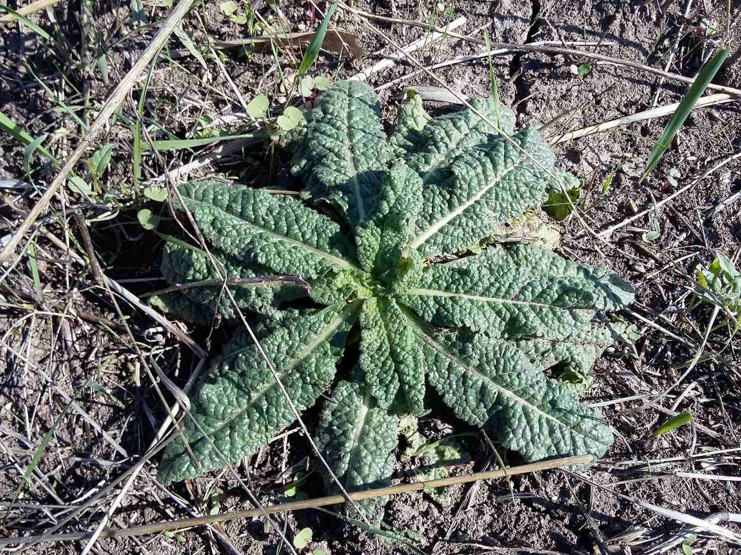 Dipsacus fullonum