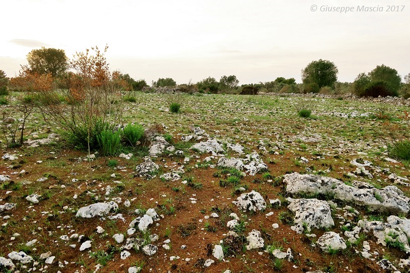 Spiranthes spiralis - Salento settentrionale Tarantino