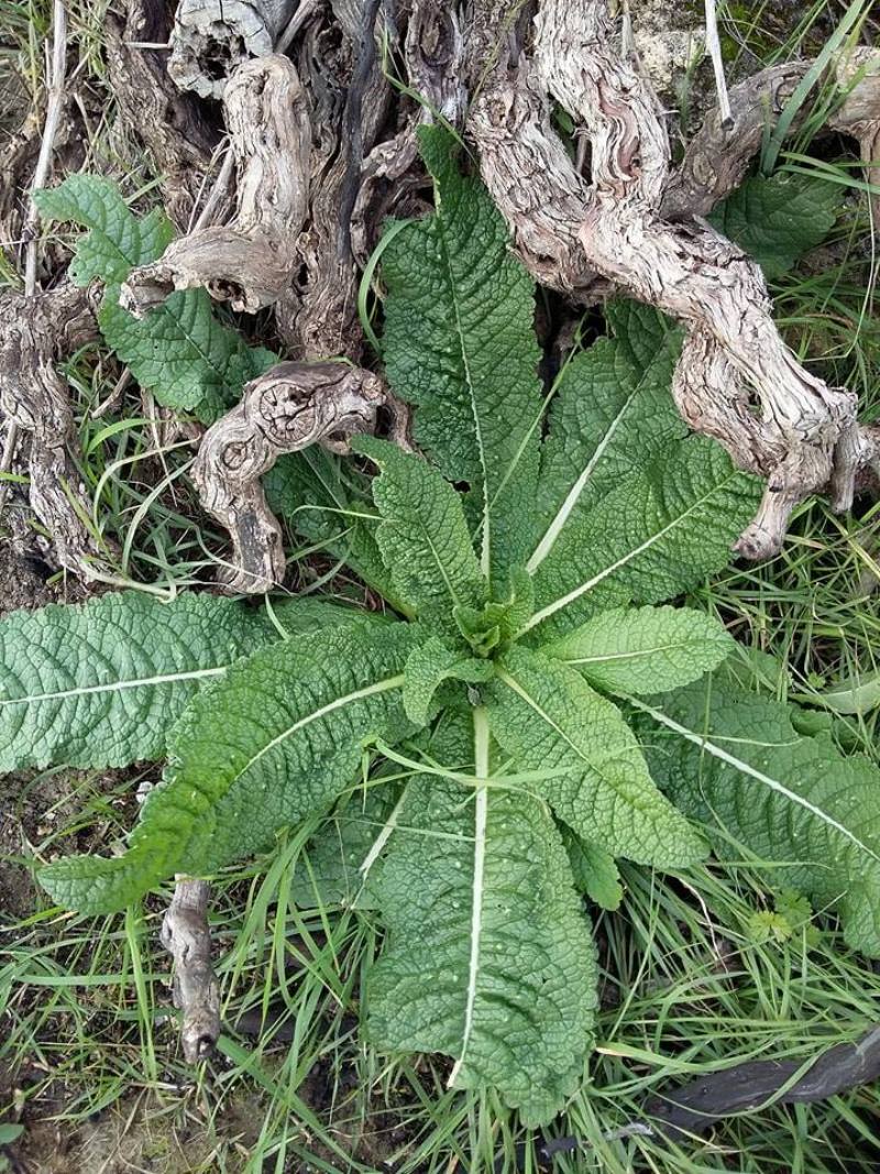 Dipsacus fullonum