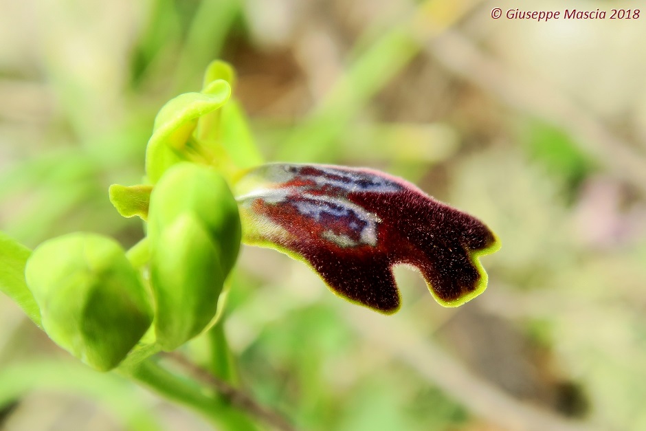 Ophrys lojaconoi e Ophrys iricolor subsp. eleonorae