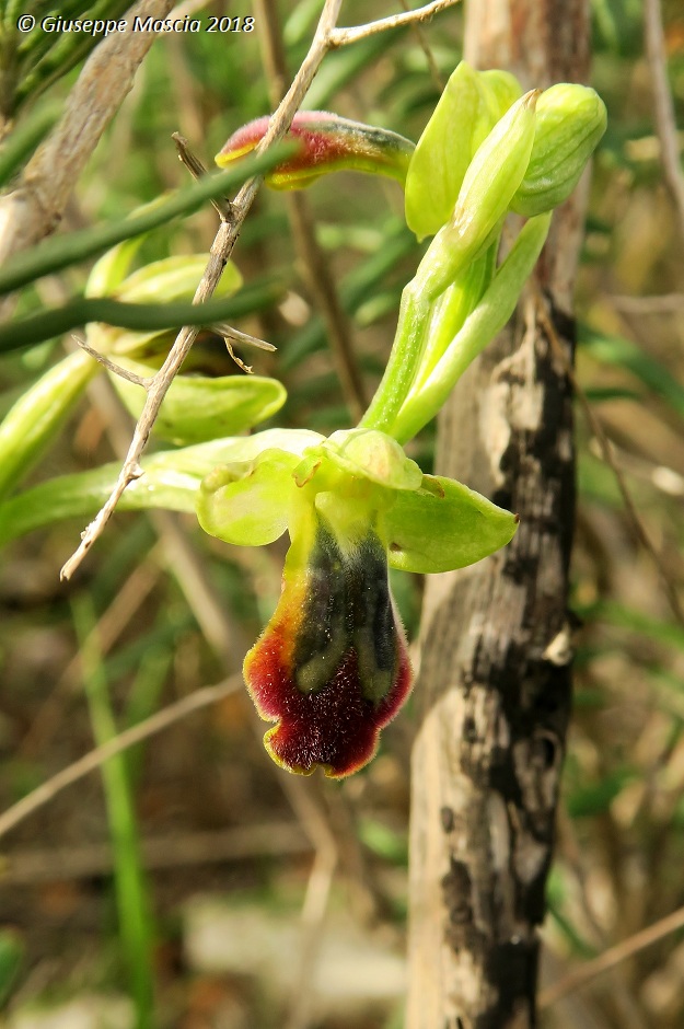 Ophrys fusca s.l. da determinare - Salento - Lecce