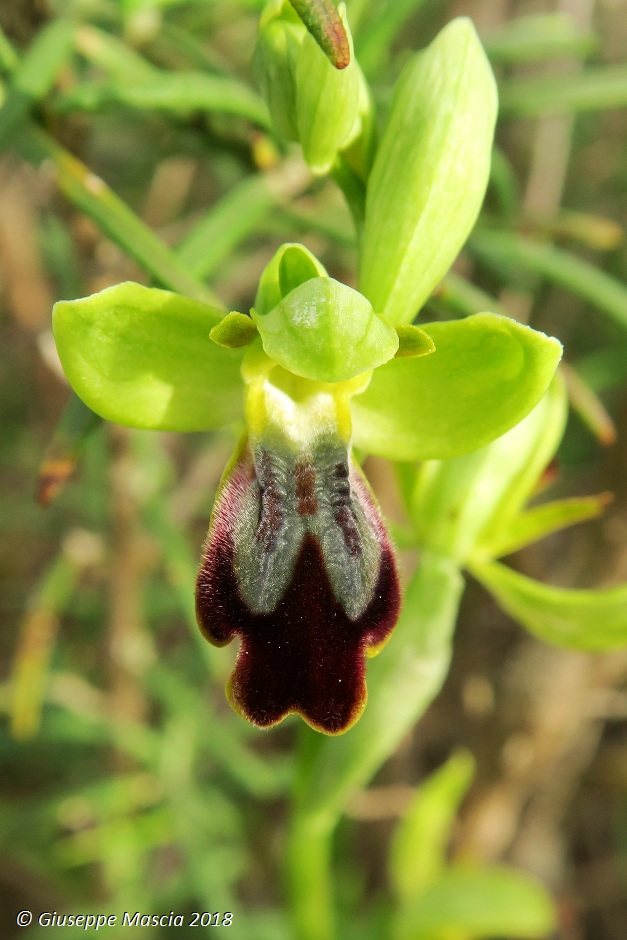 Ophrys lojaconoi e Ophrys iricolor subsp. eleonorae