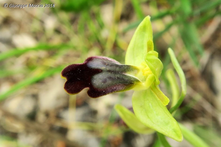 Ophrys lojaconoi e Ophrys iricolor subsp. eleonorae