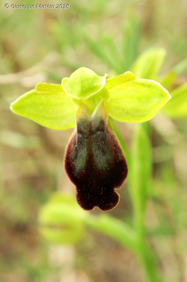 Ophrys lojaconoi e Ophrys iricolor subsp. eleonorae