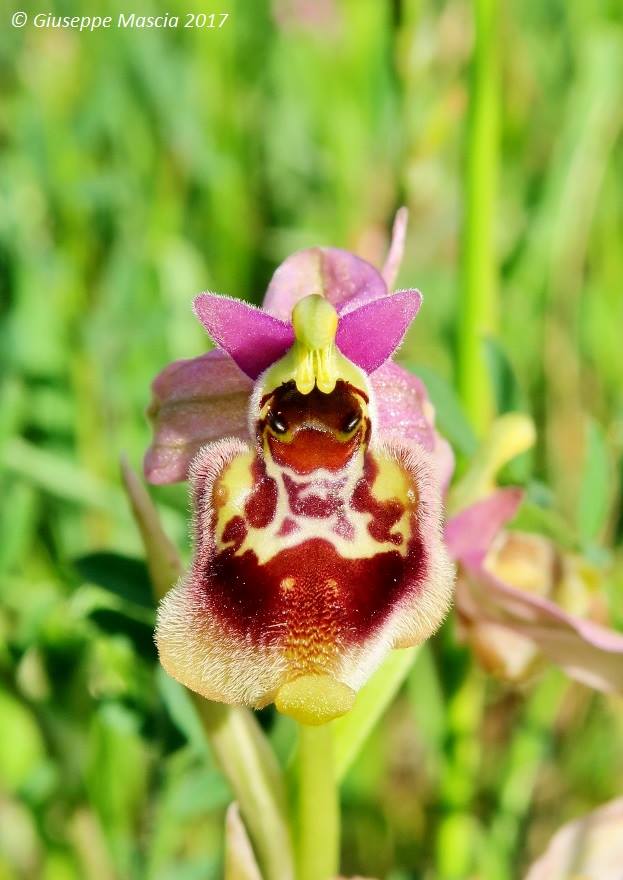 Ophrys parvimaculata x Ophrys tardans