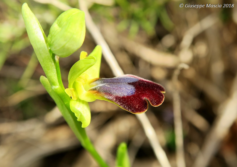 Ophrys lojaconoi e Ophrys iricolor subsp. eleonorae