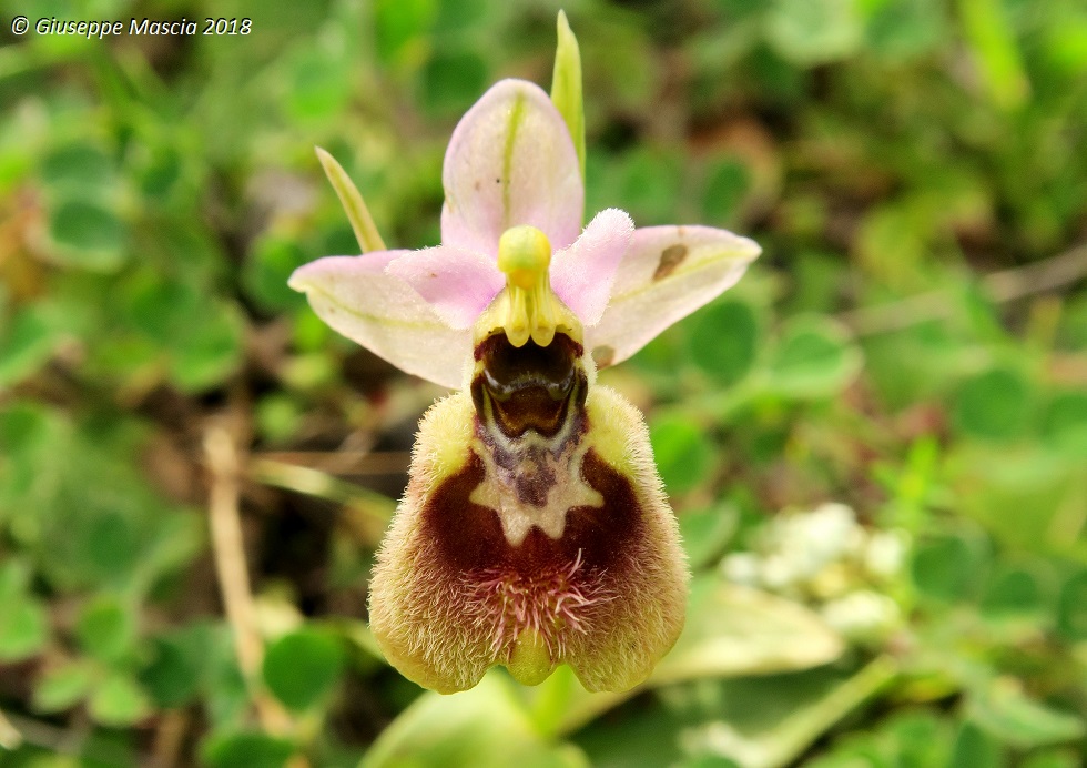 Ophrys tardans in prov. di Taranto