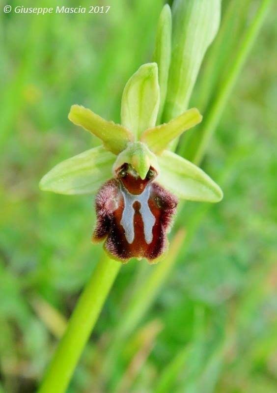Ophrys sphegodes Mill. della Puglia meridionale