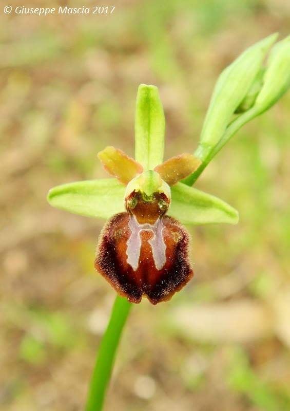 Ophrys sphegodes Mill. della Puglia meridionale