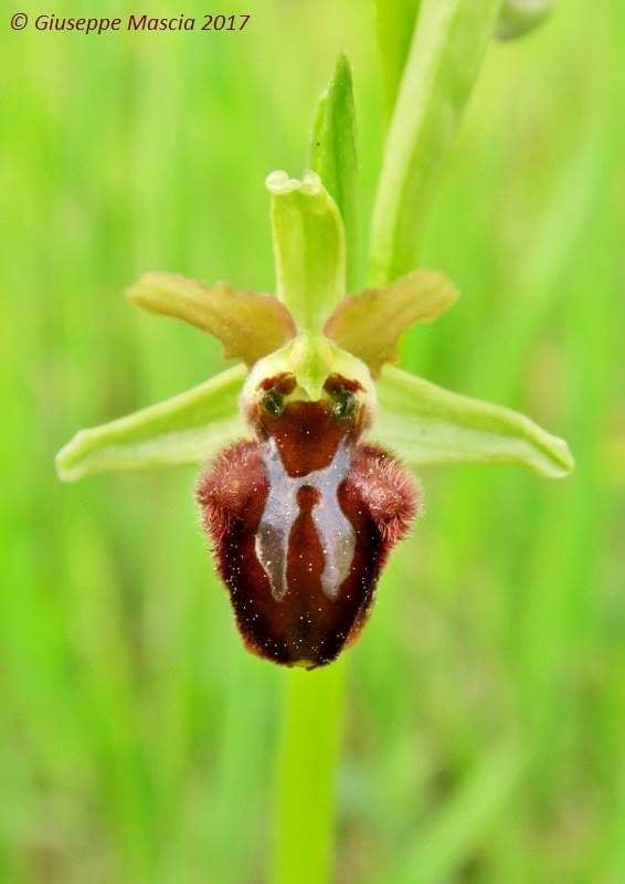 Ophrys sphegodes Mill. della Puglia meridionale