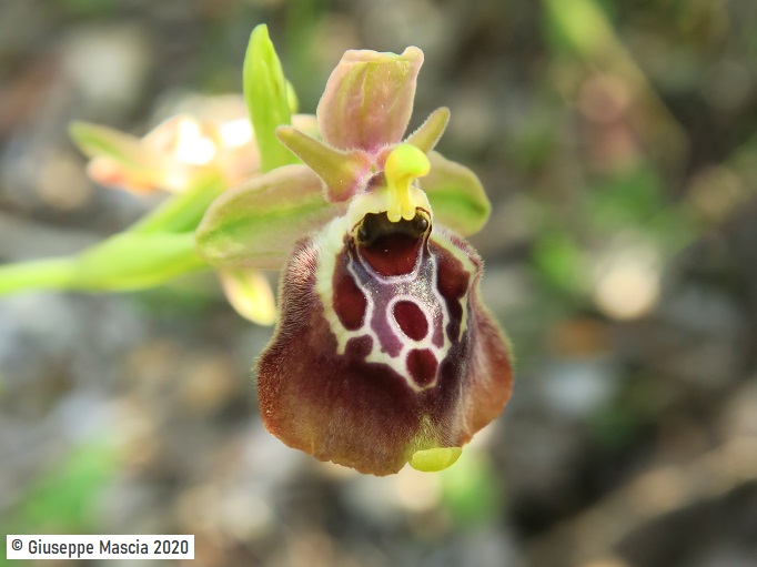 Ophrys oxyrrhynchos subsp. celiensis 2020 Brindisi