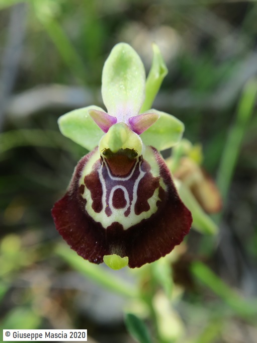 Ophrys oxyrrhynchos subsp. celiensis 2020 Brindisi