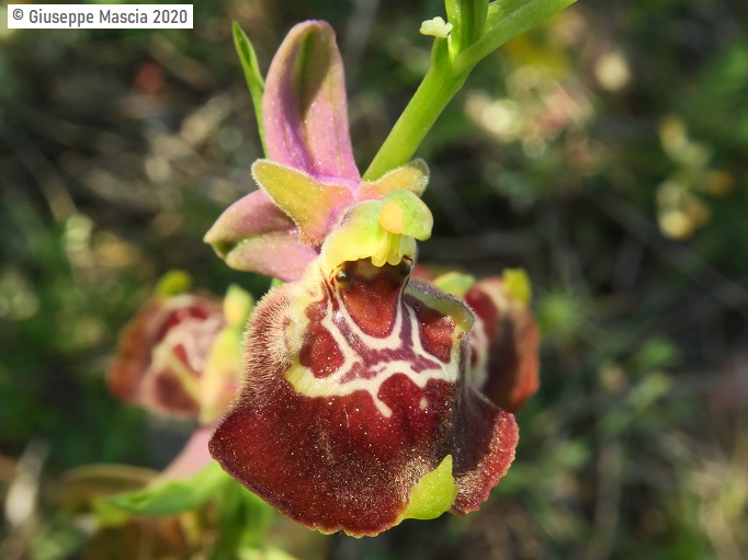 Ophrys oxyrrhynchos subsp. celiensis 2020 Brindisi