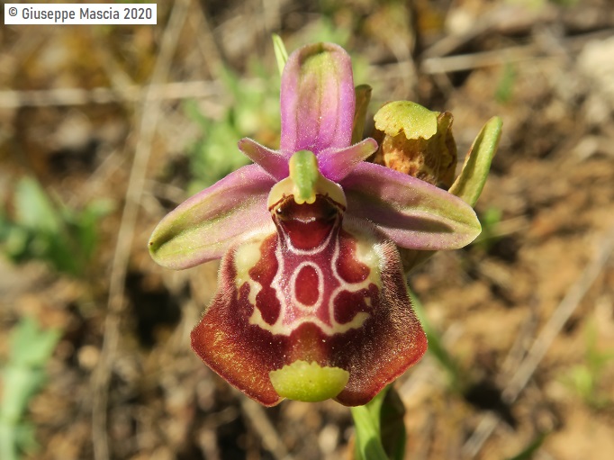 Ophrys oxyrrhynchos subsp. celiensis 2020 Brindisi