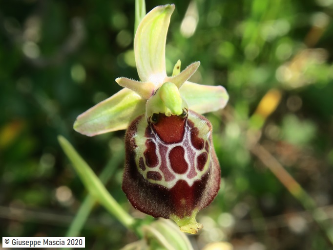 Ophrys oxyrrhynchos subsp. celiensis 2020 Brindisi