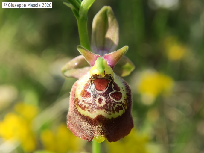 Ophrys oxyrrhynchos subsp. celiensis 2020 Brindisi