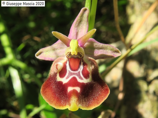 Ophrys oxyrrhynchos subsp. celiensis 2020 Brindisi