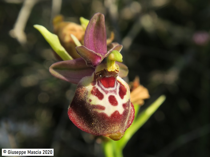 Ophrys oxyrrhynchos subsp. celiensis 2020 Brindisi