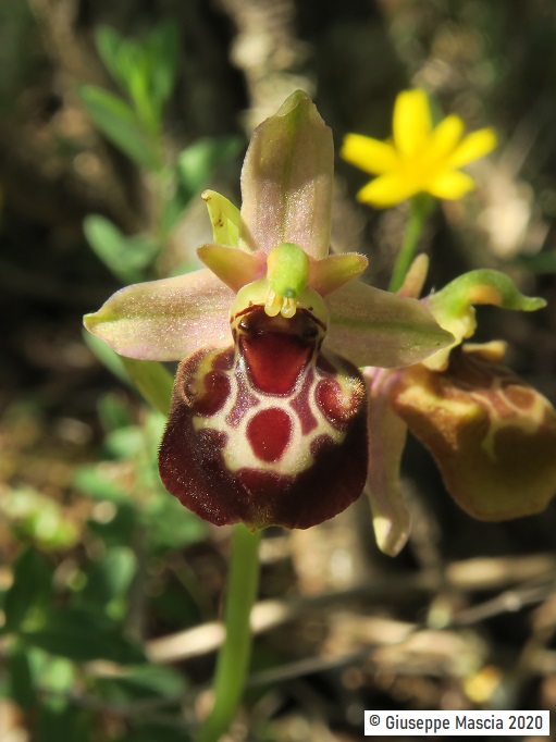 Ophrys oxyrrhynchos subsp. celiensis 2020 Brindisi