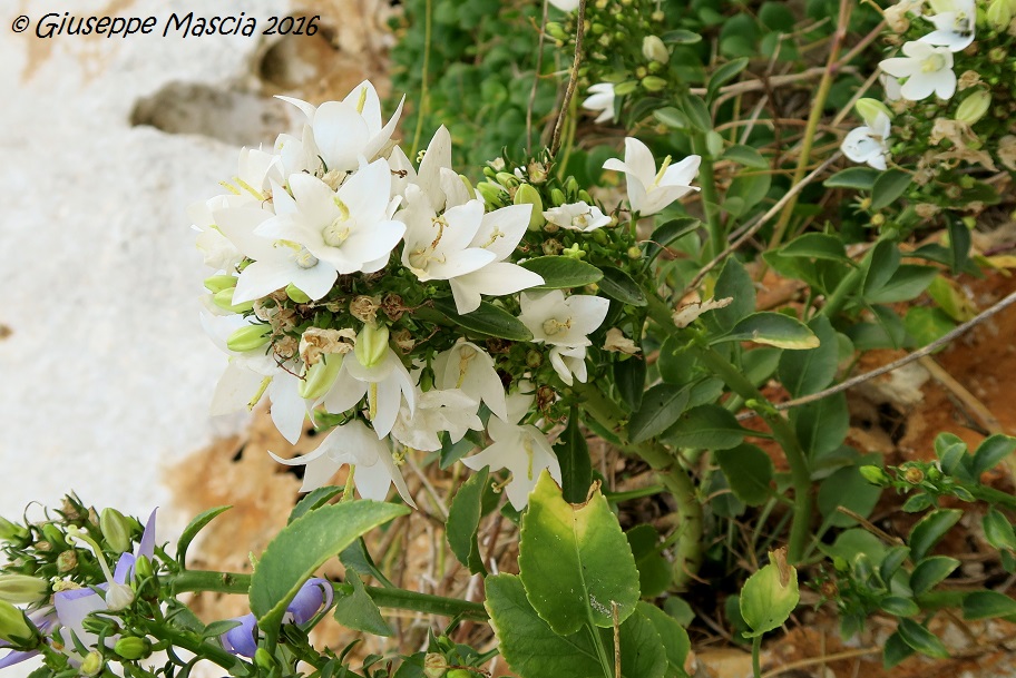 Campanula versicolor albina