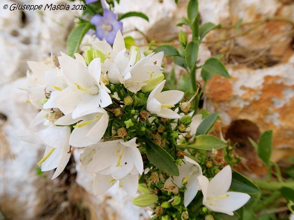 Campanula versicolor albina