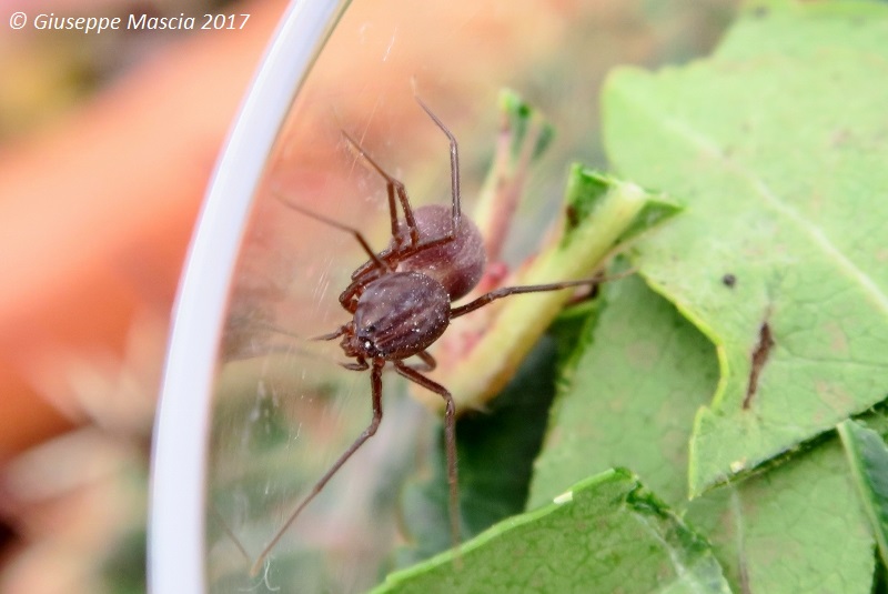 Scytodes velutina - Puglia