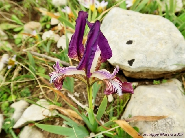 Iris pseudopumila blu / viola - Taranto