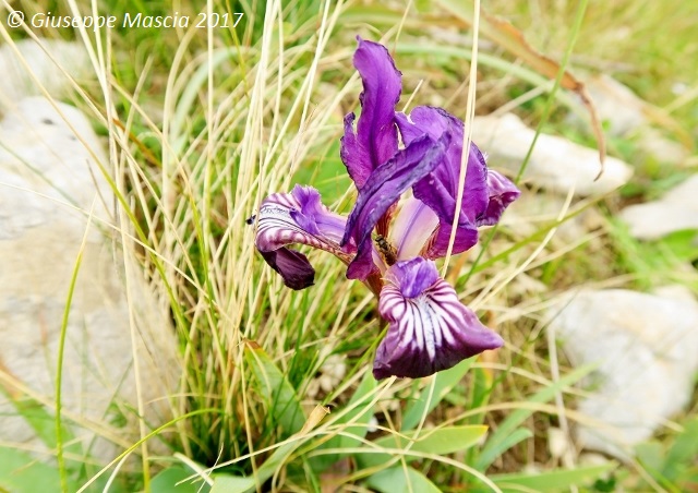 Iris pseudopumila blu / viola - Taranto