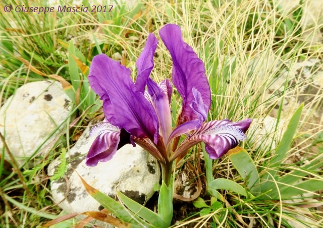 Iris pseudopumila blu / viola - Taranto