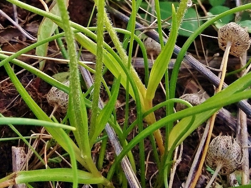 Gagea peduncularis (Liliaceae)
