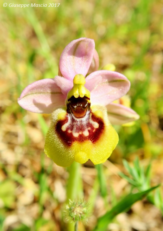 Ophrys tardans in prov. di Taranto