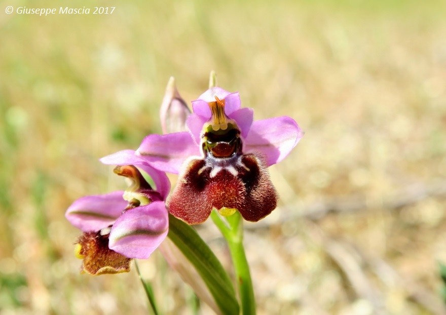 Ophrys tardans in prov. di Taranto