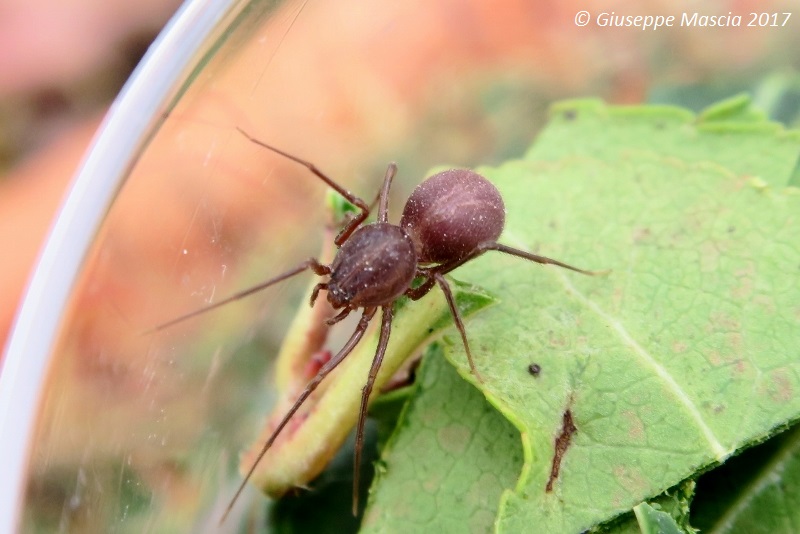 Scytodes velutina - Puglia