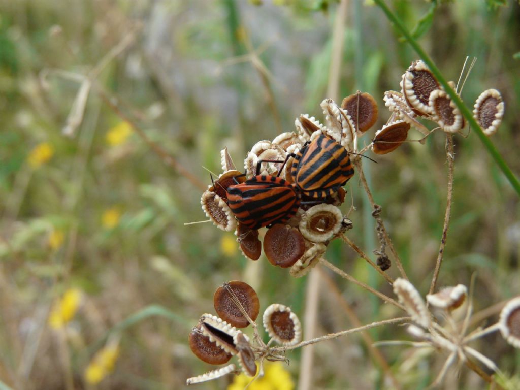 Pentatomidae: Graphosoma lineatum italicum dell''Abruzzo