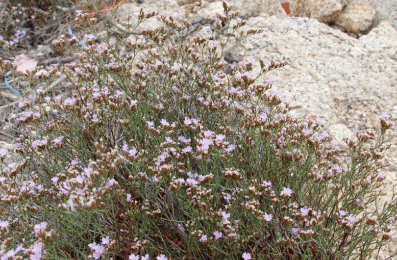 Atriplex portulacoides -Limonium sp. -Polygonum maritimum