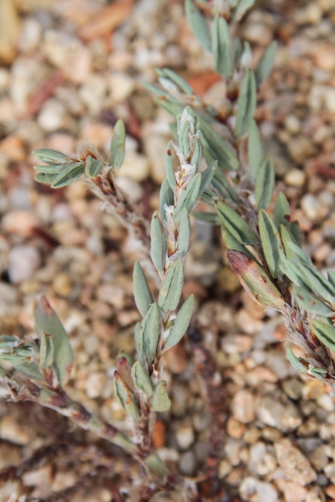 Atriplex portulacoides -Limonium sp. -Polygonum maritimum