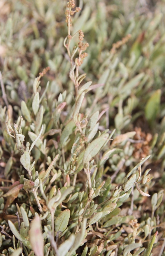 Atriplex portulacoides -Limonium sp. -Polygonum maritimum