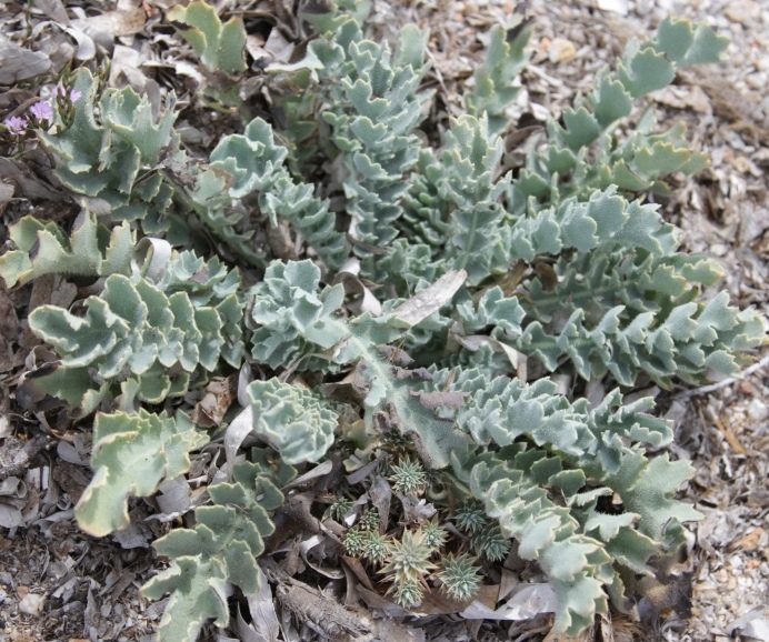 Glaucium flavum; Euphorbia cfr. paralias; Dittrichia viscosa