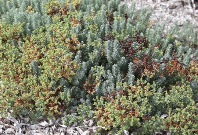 Glaucium flavum; Euphorbia cfr. paralias; Dittrichia viscosa