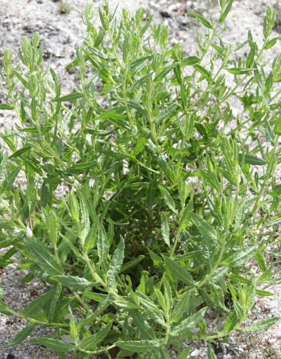 Glaucium flavum; Euphorbia cfr. paralias; Dittrichia viscosa