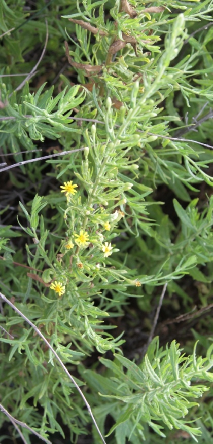 Dittrichia viscosa; Calystegia soldanella; Euphorbia characias