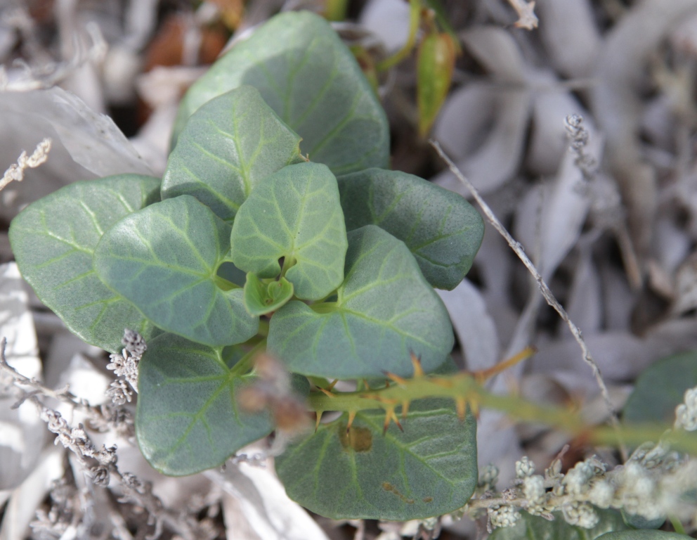 Dittrichia viscosa; Calystegia soldanella; Euphorbia characias