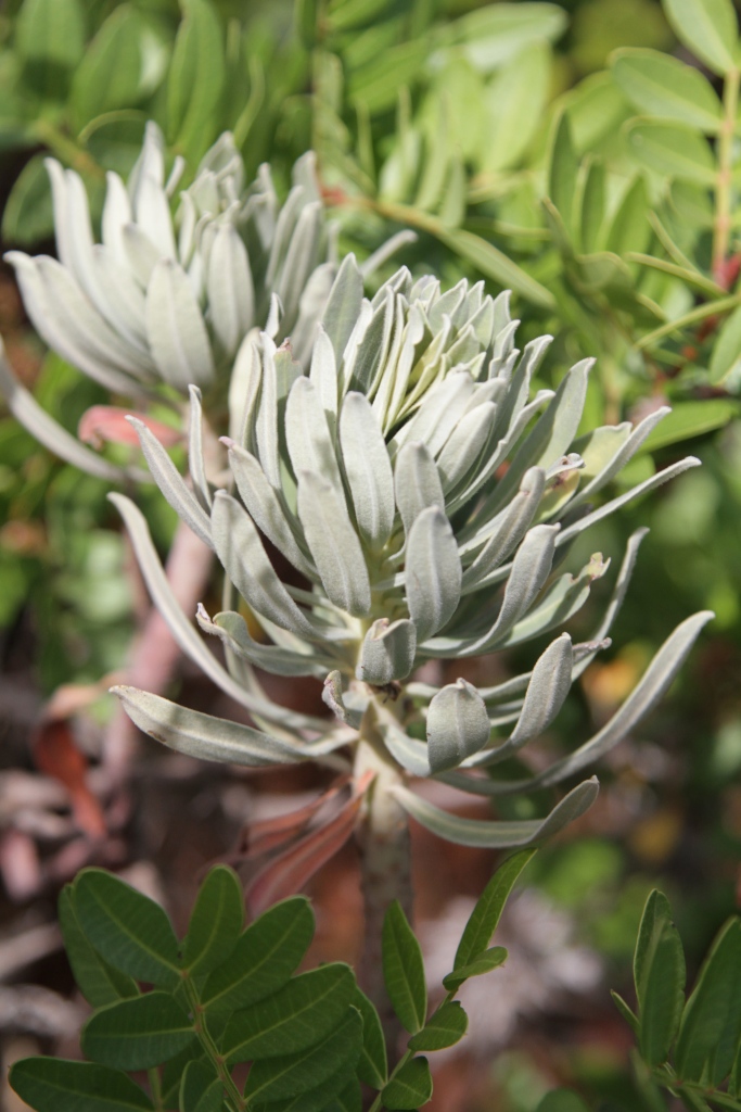 Dittrichia viscosa; Calystegia soldanella; Euphorbia characias