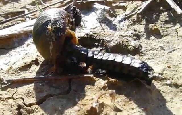 Lucciola femmina o larva di Carabus ?