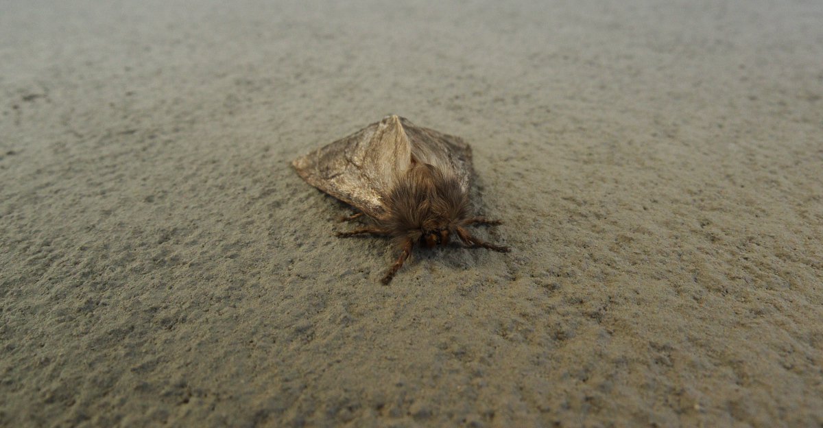 Bruco da identificare