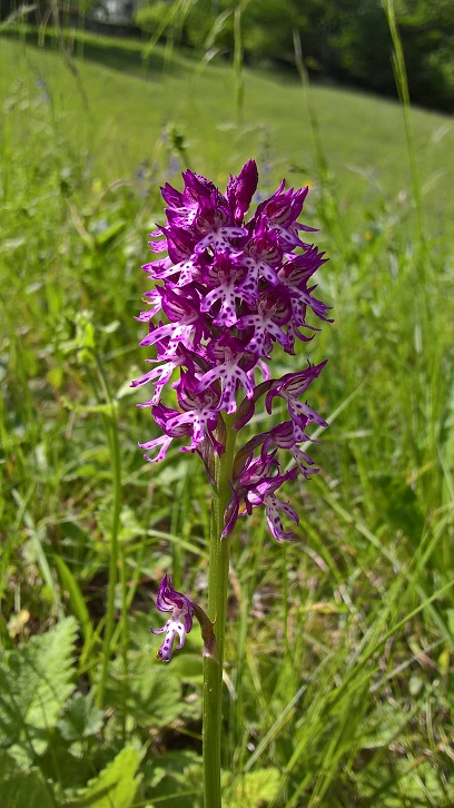 ibrido Neotinea tridentata x ustulata