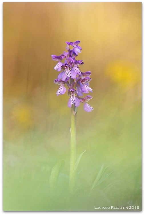 Anacamptis morio