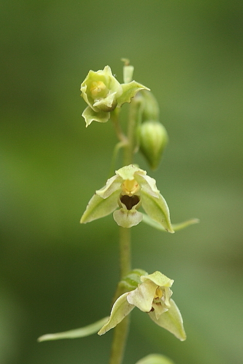 Epipactis zaupolensis e Epipactis exilis